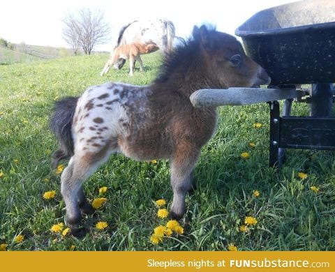 It's a baby, Appaloosa, mini horse