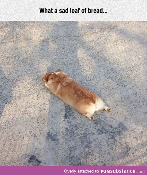 Corgi sploot