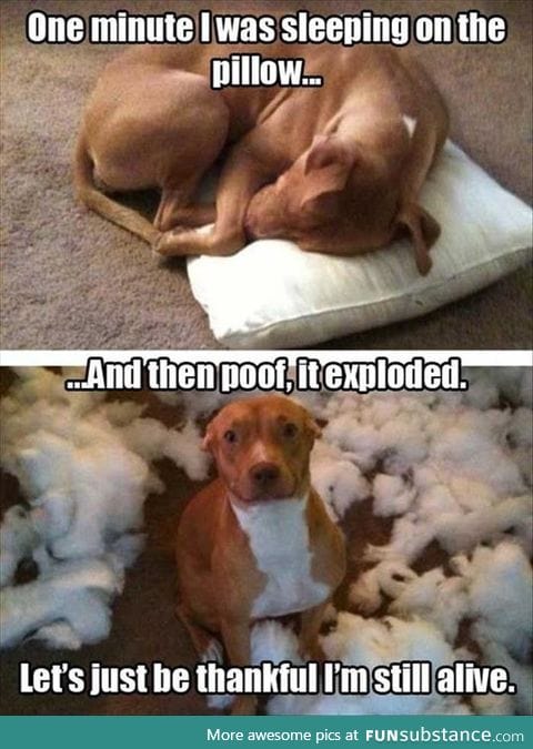 ISIS dog