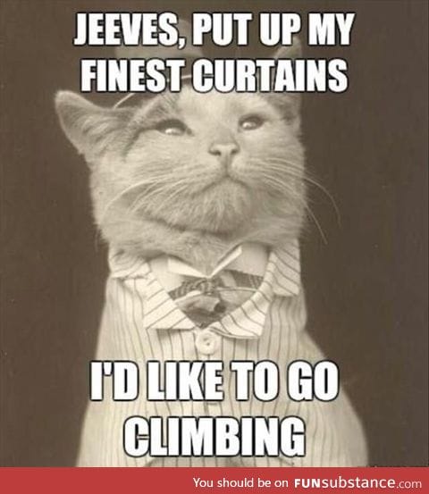 *le meow*
