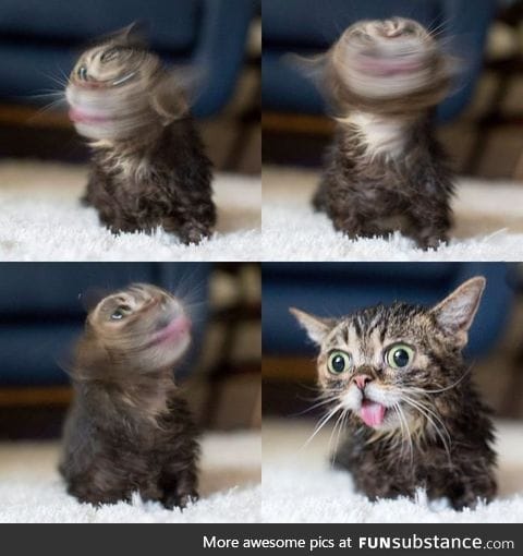 Derpy lil bub