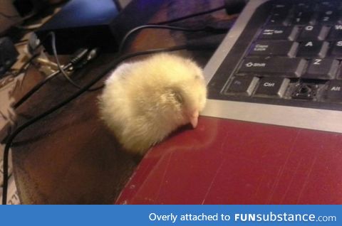 baby chick fell asleep near the heat vent