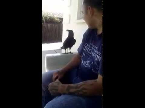 Crow says "f*ck you" to a guy who tries to mess with it