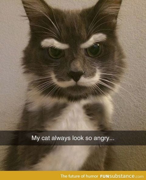 Hamilton the Hipster Cat