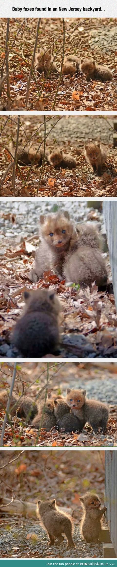 THE CUTENESS IS UNBEARABLE