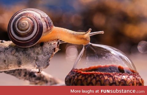Snail drinking from a bubble