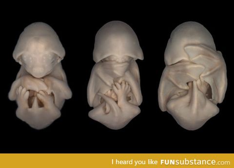 Bat embryos are like tiny Darth Vaders