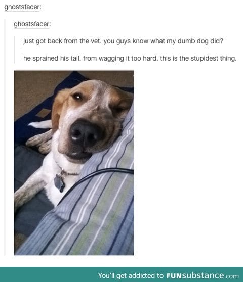 Reminds me of something my dog would do.