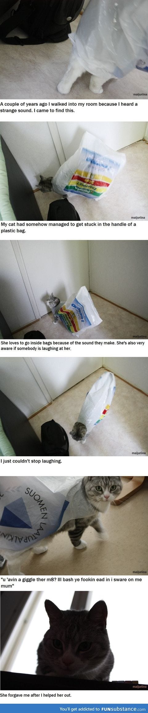 Cat