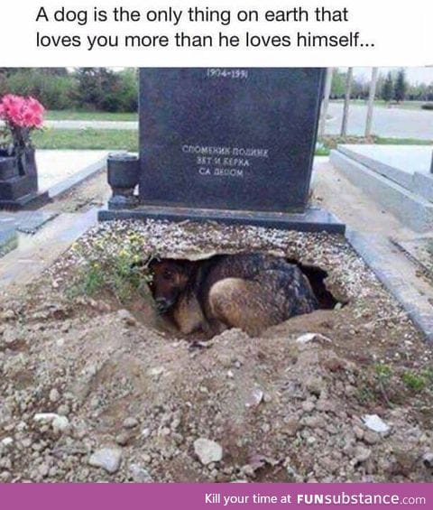 That's why I love dogs