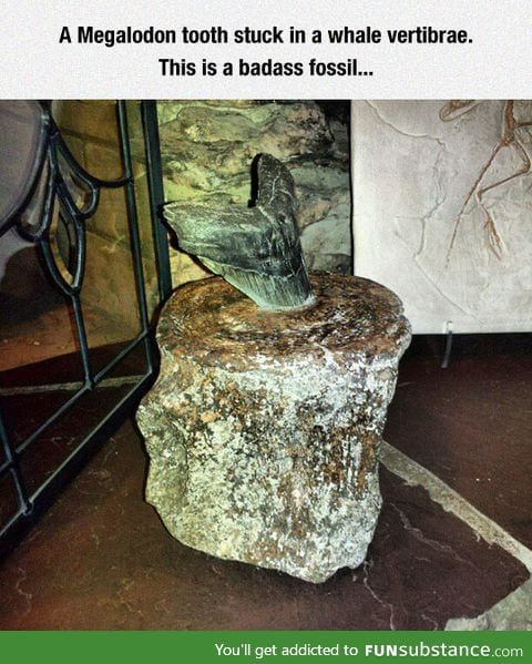 A very powerful bite