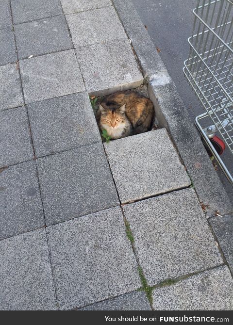 If I fits, I sits