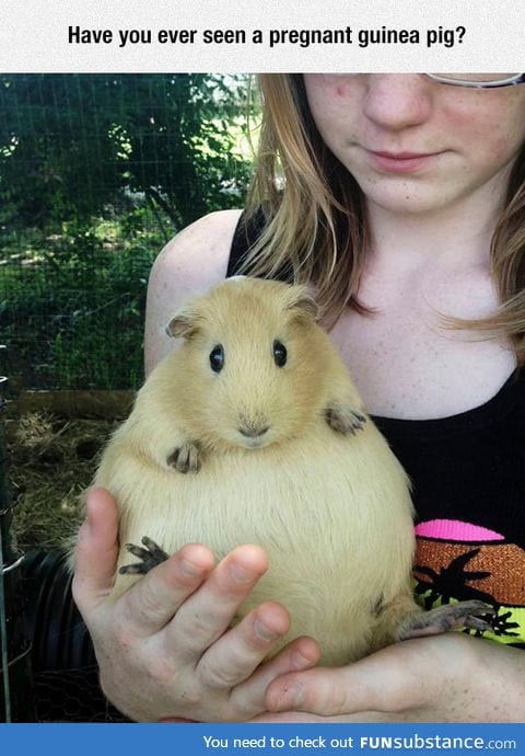 Pregnant guinea pig