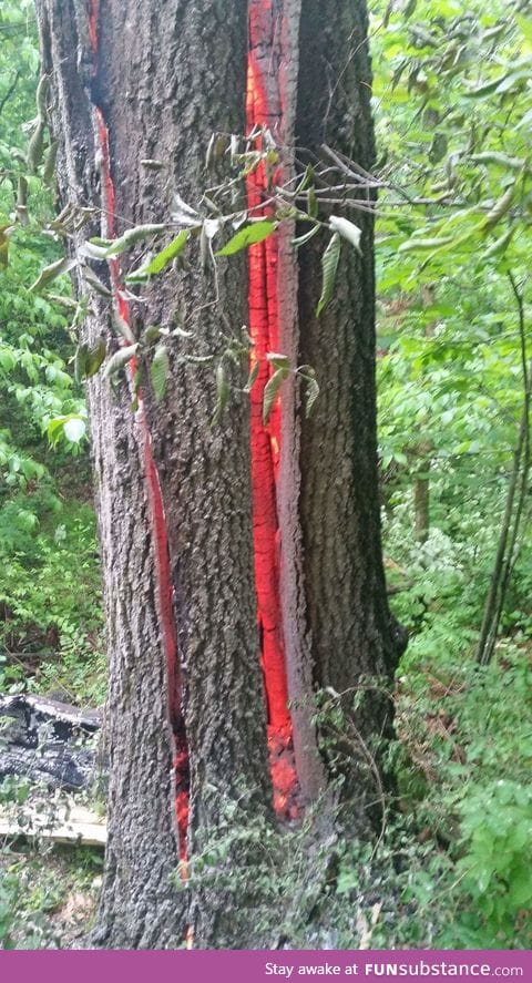 Tree burning from a lightning strike