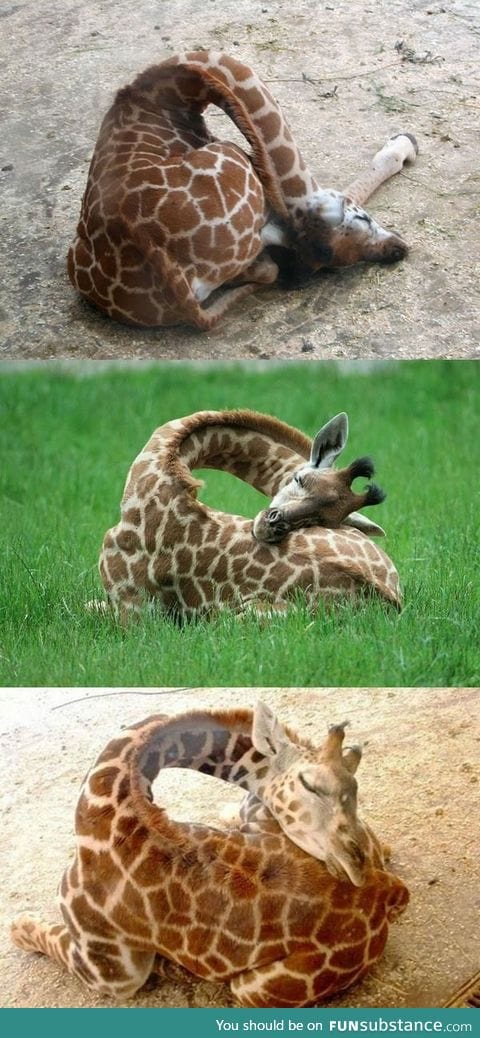 Giraffes sleeping