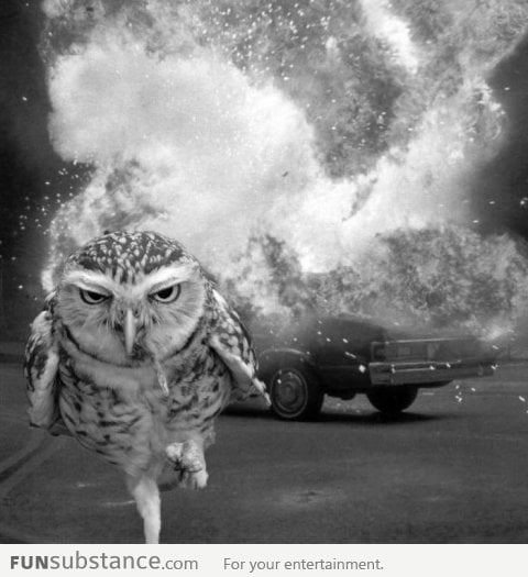 Badass Owl