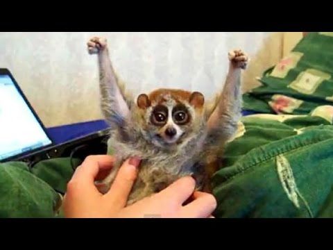 The truth about the slow loris pet trade