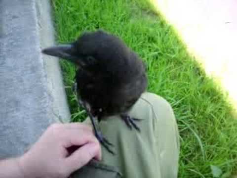 Crow won't leave his human friend