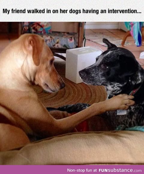 Just accept that you have problems, dog