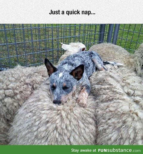 Counting sheep for sleep