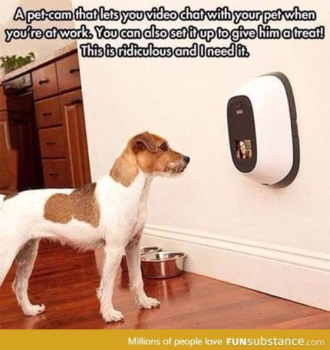 Technology to stay in contact with your pet at home while you're at work