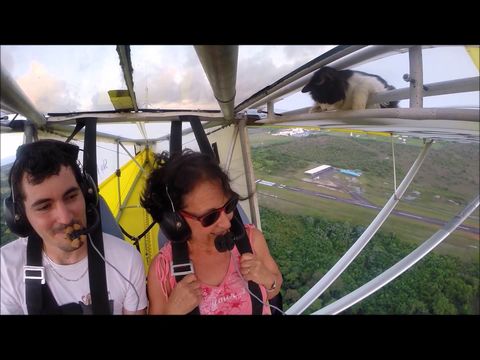 Cat takes a free plane ride