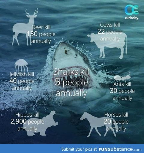 Sharks are so being misunderstood