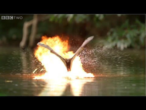Bat vs. crocodile war