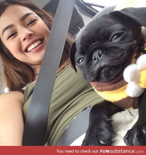 Smug pug