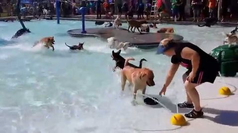 Before the city pool closed for the year they open it to dogs