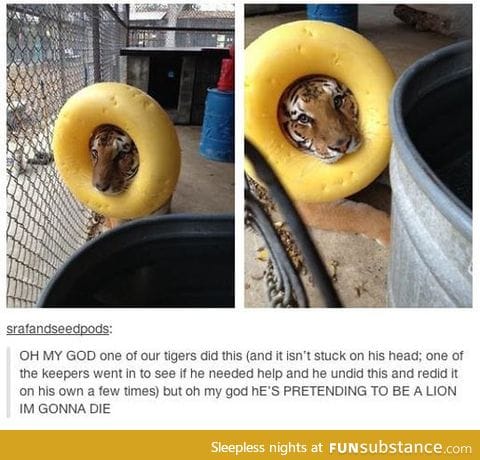 Look At Me, I'm The King Of The Jungle