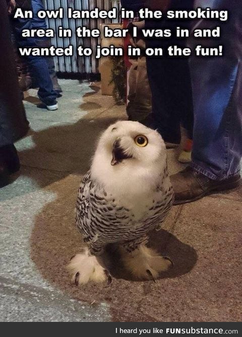 Random owl appears