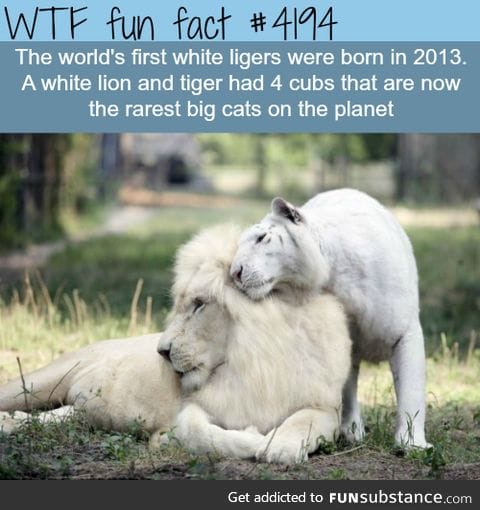 world's first white ligers