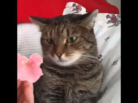 A flower crashes into a cat