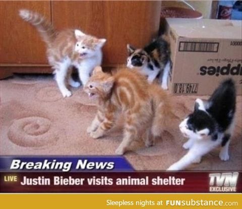 Cats = smarter than preteen girls