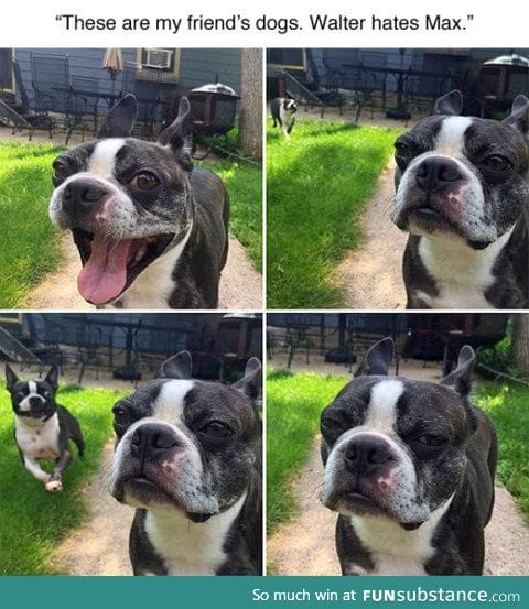 What happens when one dog hates the other dog