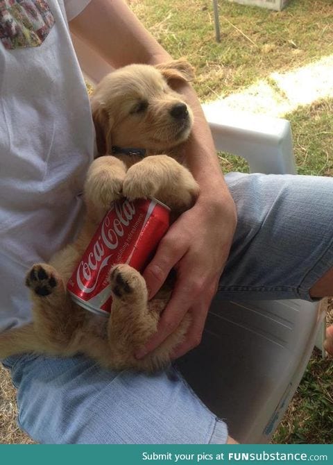 Cute puppy holds can of cold coke to beat the summer heat