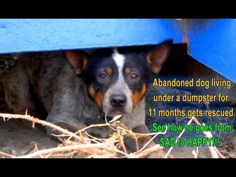 Sad dog was rescued from a dumpster and transformed into a happy dog