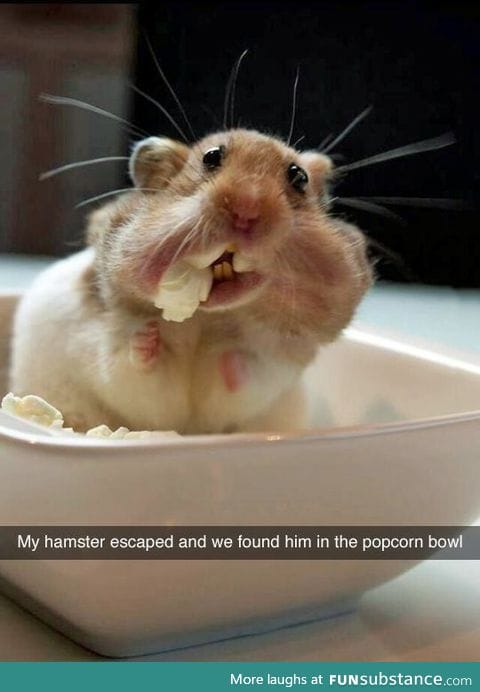 "My little hamster escaped and I found him in the popcorn bowl!"