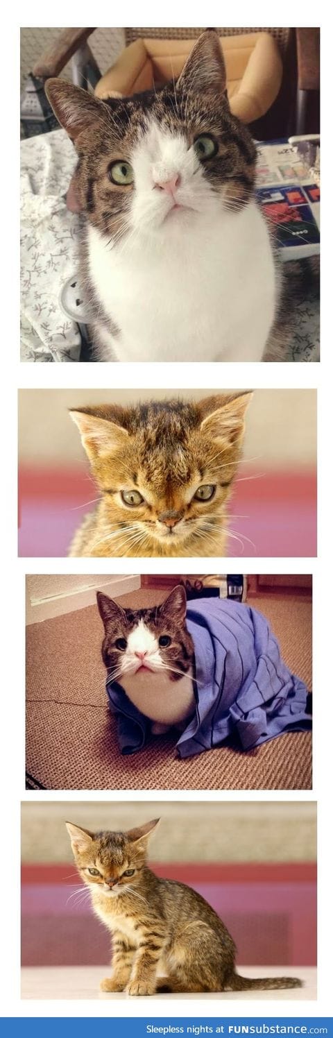Down syndrome cats