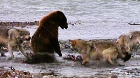 4 wolves allows bear to eat with them after it established dominance