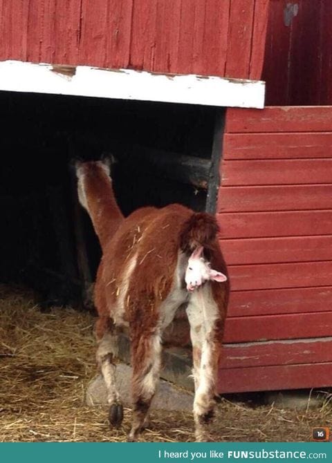 When hide and seek goes too far