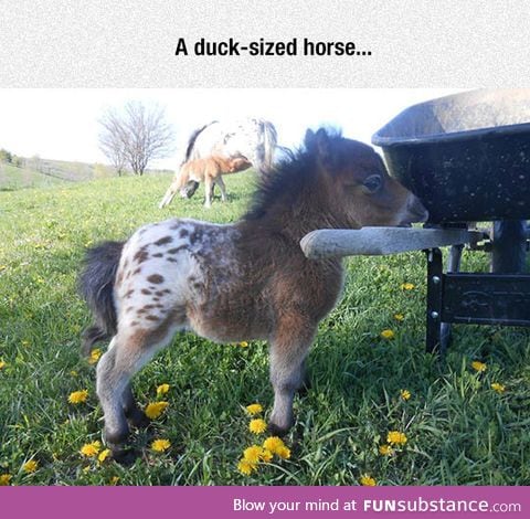 Have you ever seen a horse so small