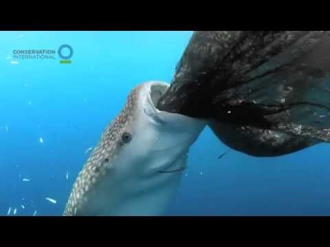 Whale Shark Discovers Hole in Net And Sucks Fish Out Of It