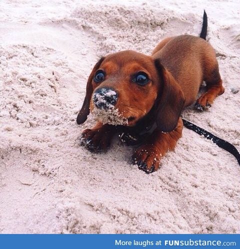 Day 248 of your daily dose of cute: Sandy nose