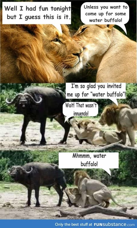 Inviting the lion for water buffalo