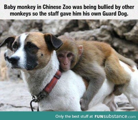 Monkey and dog are best buds