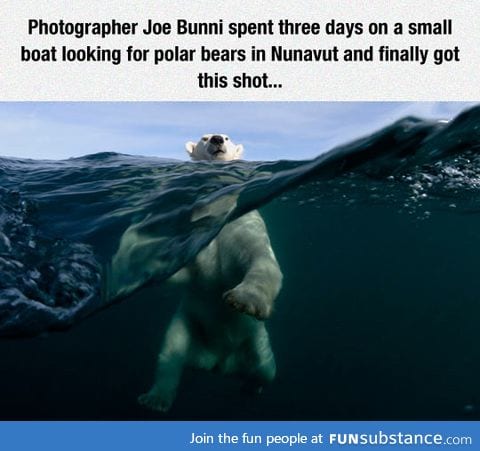 After three days on a boat, he finally got a rare photo of a polar bear