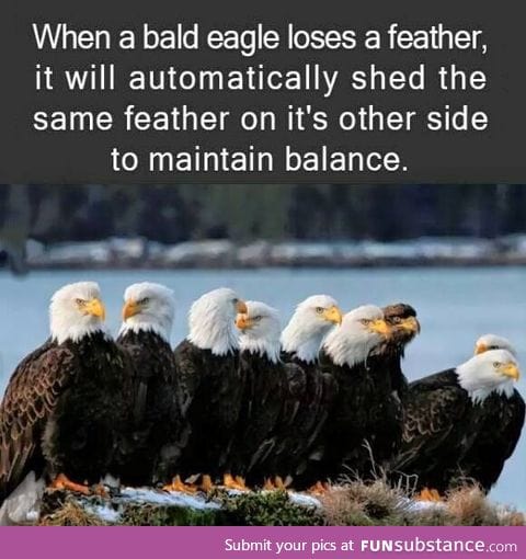 Now it makes sense why they call it a bald eagle