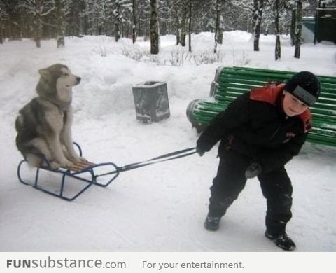 In Soviet Russia, Dog Rides Sleigh